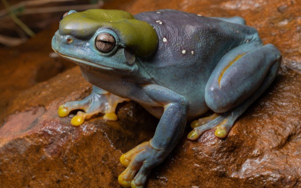 Ein Frosch macht Blau