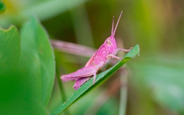 Pretty in Pink